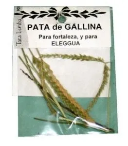 HIERBA PATA DE GALLINA